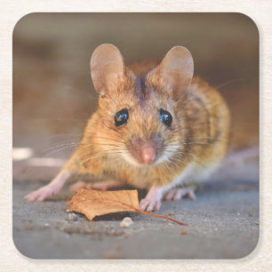 Zeer koude muis in de set Wilde Onderzetters