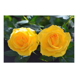 zeer mooie, verse dubbele gele roos bloemen foto afdruk