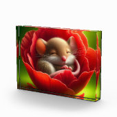 Zeer Schattigee Baby Muis Slapen Fotoblokken (Rechts)