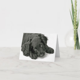 Zeer Schattigee puppy Kaart