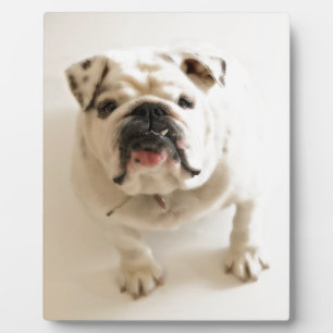 Zeer snelle hond fotoplaat