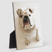 Zeer snelle hond fotoplaat (Zijkant)