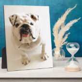 Zeer snelle hond fotoplaat (Zijkant)