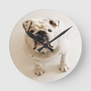 Zeer snelle hond ronde klok