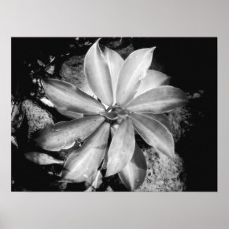 Zeer symmetrisch Plant, Oahu Poster