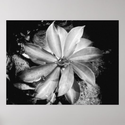 Zeer symmetrisch Plant, Oahu Poster (Voorkant)