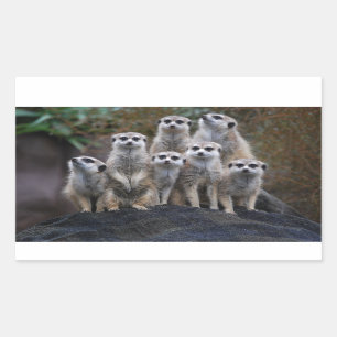 Zeerkat Dier Safari Afrika Cute Suricata Rechthoekige Sticker