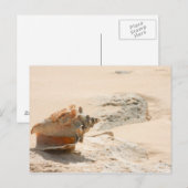 Zeeschalen aan de strand briefkaart (Voorkant / Achterkant)