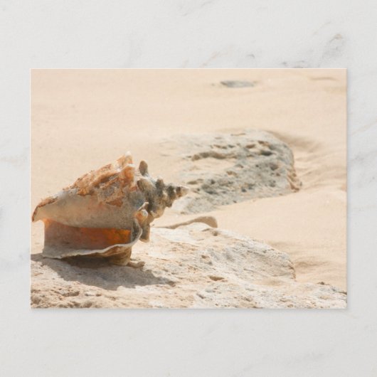 Zeeschalen aan de strand briefkaart (Voorkant)