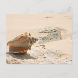 Zeeschalen aan de strand briefkaart