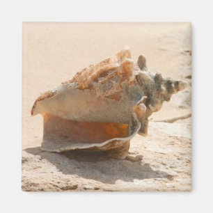 Zeeschalen aan de strand magneet