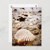 Zeeschalen op het Briefkaart van de kust (Voorkant / Achterkant)