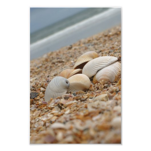 Zeeschalen op strandfoto's Verbeeldingsbeelden Foto Afdruk (Voorkant)