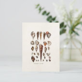 zeeschelp Aangepaste reg. Auger Shell Briefkaart (Staand voorkant)