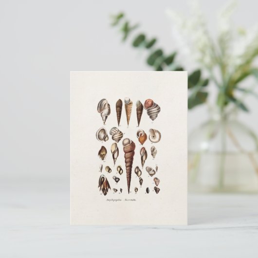 zeeschelp Aangepaste reg. Auger Shell Briefkaart (Staand voorkant)