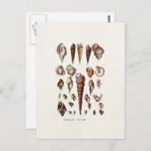 zeeschelp Aangepaste reg. Auger Shell Briefkaart (Voorkant / Achterkant)