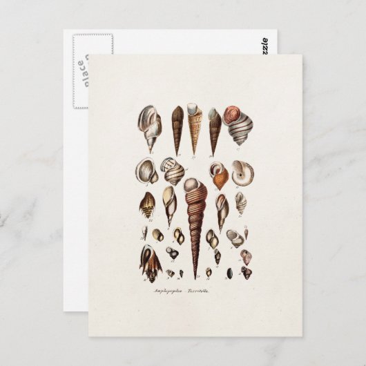  zeeschelp Aangepaste reg. Auger Shell Briefkaart (Voorkant / Achterkant)