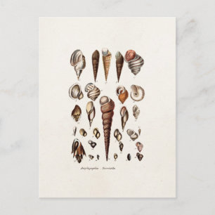  zeeschelp Aangepaste reg. Auger Shell Briefkaart