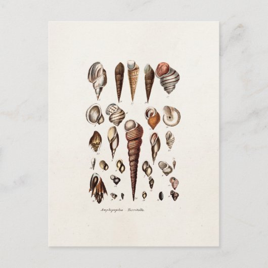 zeeschelp Aangepaste reg. Auger Shell Briefkaart (Voorkant)