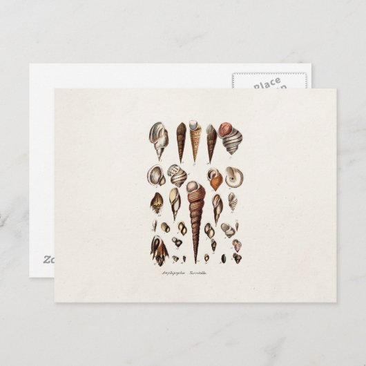 zeeschelp Aangepaste reg. Auger Shell Briefkaart (Voorkant / Achterkant)