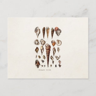  zeeschelp Aangepaste reg. Auger Shell Briefkaart