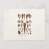  zeeschelp Aangepaste reg. Auger Shell Briefkaart (Voorkant)