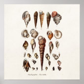  zeeschelp Aangepaste reg. Auger Shell Poster (Voorkant)