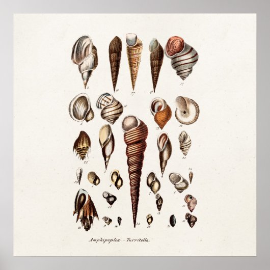  zeeschelp Aangepaste reg. Auger Shell Poster (Voorkant)