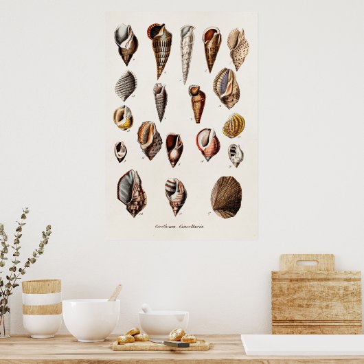  zeeschelp Aangepaste reg. Auger Shell Poster (Keuken)