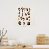  zeeschelp Aangepaste reg. Auger Shell Poster (Keuken)