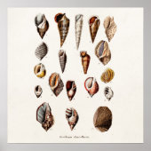  zeeschelp Aangepaste reg. Auger Shell Poster (Voorkant)