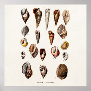  zeeschelp Aangepaste reg. Auger Shell Poster