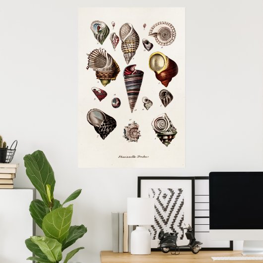 zeeschelp Aangepaste reg. Auger Shell Poster (Thuiskantoor)