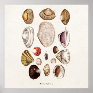  zeeschelp Aangepersonaliseerde retrospectieve Cla Poster