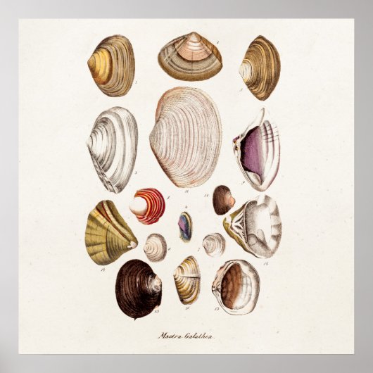 zeeschelp Aangepersonaliseerde retrospectieve Cla Poster (Voorkant)