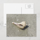 Zeeschelp Briefkaart (Voorkant / Achterkant)
