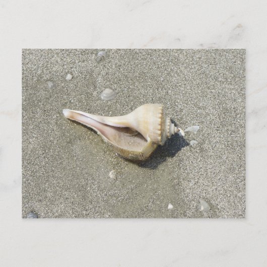 Zeeschelp Briefkaart (Voorkant)