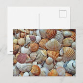 Zeeschelp Briefkaart (Voorkant / Achterkant)