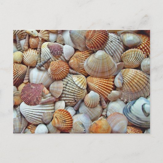 Zeeschelp Briefkaart (Voorkant)