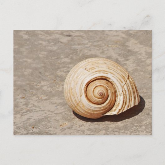 Zeeschelp Briefkaart (Voorkant)