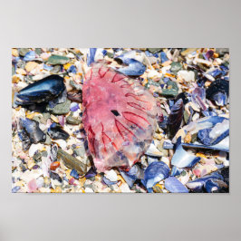 Zeeschelp Jellyfish Ocean Beach Uitzicht Poster