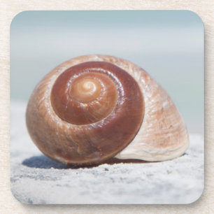 Zeeschelp   Sint-Petersburg, Florida Onderzetter