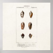  zeeschelpen Aangepaste illustratie Shell Poster (Voorkant)