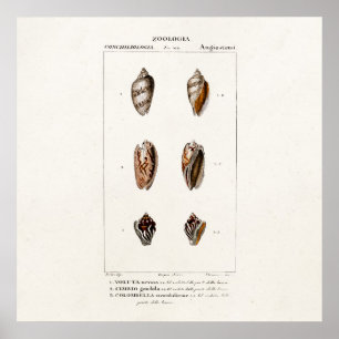  zeeschelpen Aangepaste illustratie Shell Poster
