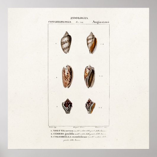  zeeschelpen Aangepaste illustratie Shell Poster (Voorkant)