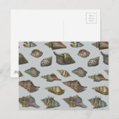 zeeschelpen briefkaart (Voorkant / Achterkant)