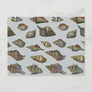 zeeschelpen briefkaart