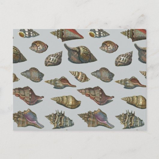 zeeschelpen briefkaart (Voorkant)