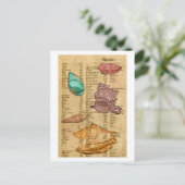 Zeeschelpen Briefkaart (Staand voorkant)