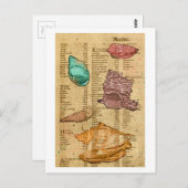 Zeeschelpen Briefkaart (Voorkant / Achterkant)